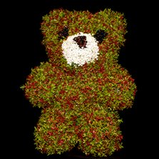 Image of Boxwood Teddy Bear
